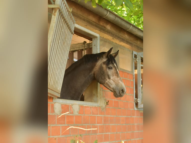 Duits rijpaard Ruin 3 Jaar 167 cm Blauwschimmel in H&#xFC;ckelhoven