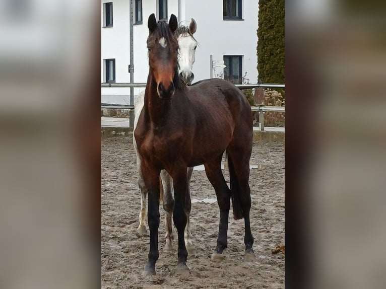 Duits rijpaard Ruin 3 Jaar 167 cm Bruin in Illmensee