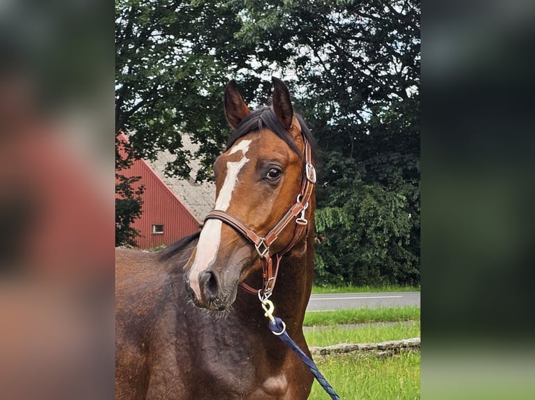 Duits rijpaard Ruin 3 Jaar 168 cm Donkerbruin in Walchum