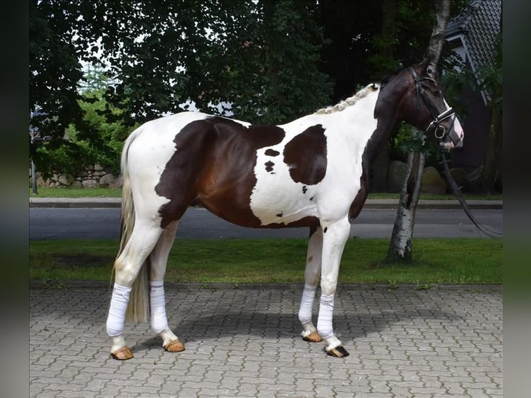 Duits rijpaard Ruin 3 Jaar 168 cm Gevlekt-paard in Fredenbeck