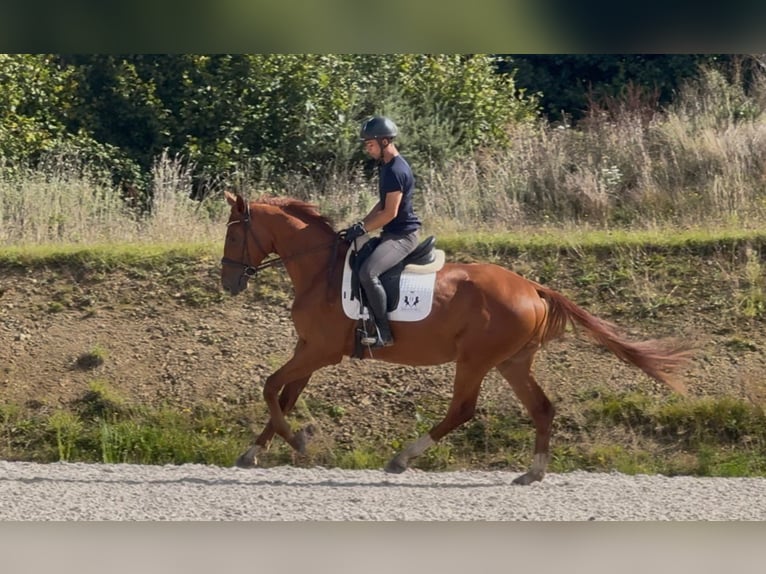 Duits rijpaard Ruin 3 Jaar 168 cm Vos in Marigny le Lozon