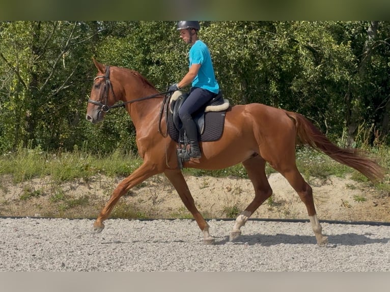 Duits rijpaard Ruin 3 Jaar 168 cm Vos in Marigny le Lozon