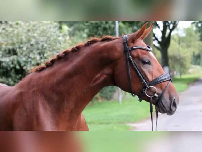 Duits rijpaard Ruin 3 Jaar 168 cm Vos in Marigny le Lozon