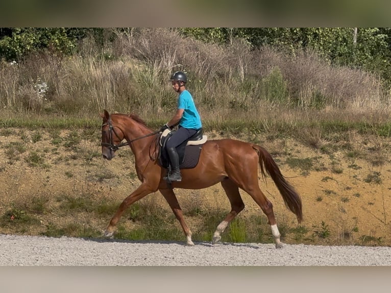 Duits rijpaard Ruin 3 Jaar 168 cm Vos in Marigny le Lozon