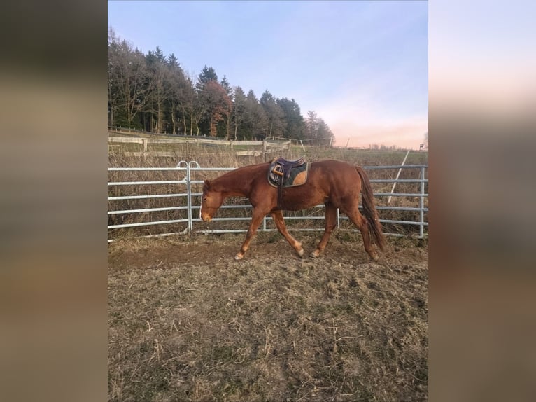 Duits rijpaard Ruin 3 Jaar 170 cm Vos in Wenden