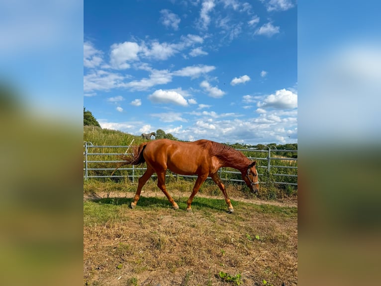Duits rijpaard Ruin 3 Jaar 170 cm Vos in Wenden