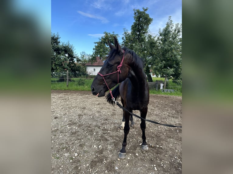 Duits rijpaard Ruin 3 Jaar 170 cm Zwart in Iggingen