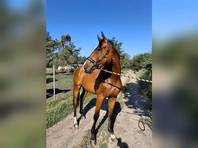 Duits rijpaard Ruin 3 Jaar 172 cm Bruin in Hoyerswerda