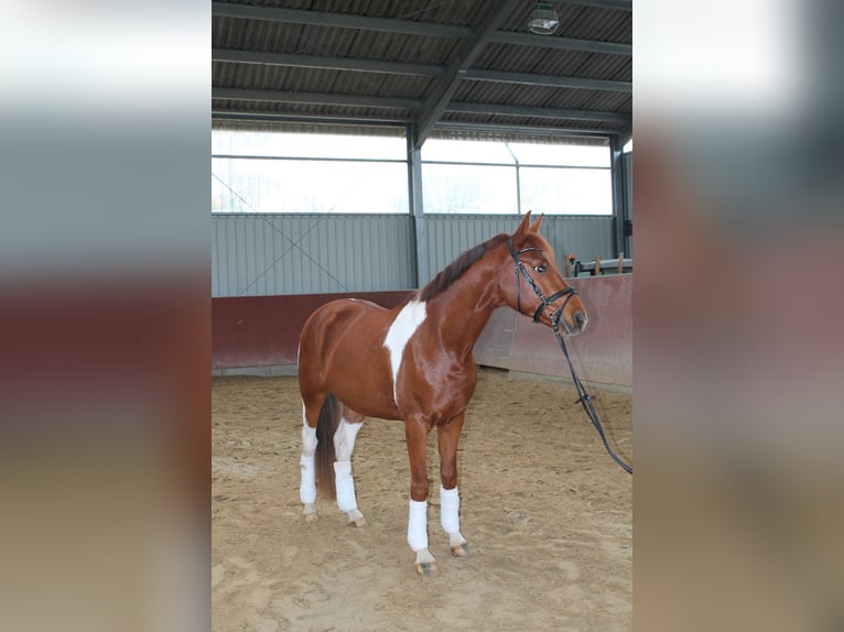 Duits rijpaard Mix Ruin 4 Jaar 151 cm Tobiano-alle-kleuren in Kerpen Duits rijpaard Mix Ruin 4 Jaar 151 cm Tobiano-alle-kleuren in Kerpen
