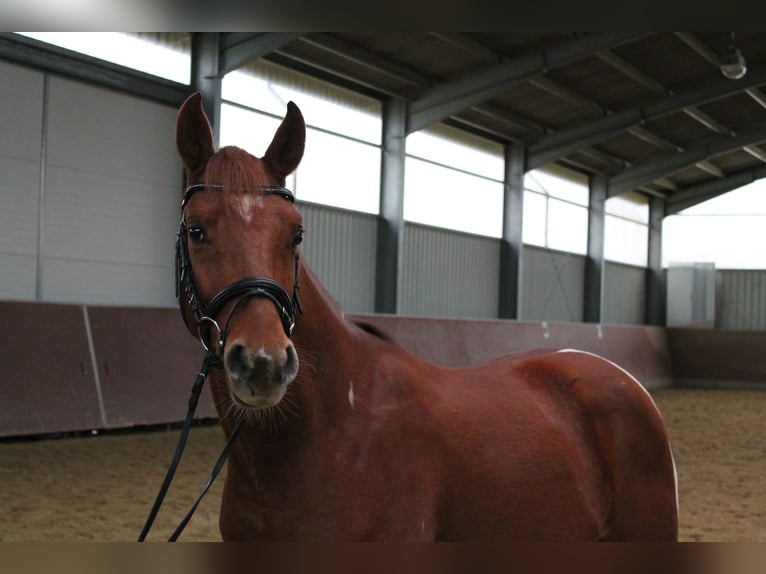 Duits rijpaard Mix Ruin 4 Jaar 151 cm Tobiano-alle-kleuren in Kerpen Duits rijpaard Mix Ruin 4 Jaar 151 cm Tobiano-alle-kleuren in Kerpen