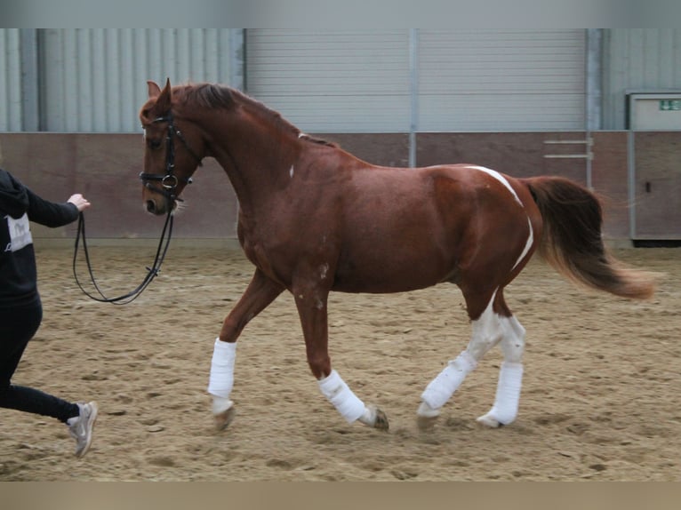 Duits rijpaard Mix Ruin 4 Jaar 151 cm Tobiano-alle-kleuren in Kerpen Duits rijpaard Mix Ruin 4 Jaar 151 cm Tobiano-alle-kleuren in Kerpen