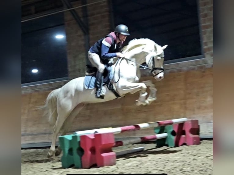 Duits rijpaard Ruin 4 Jaar 158 cm Cremello in Heistenbach