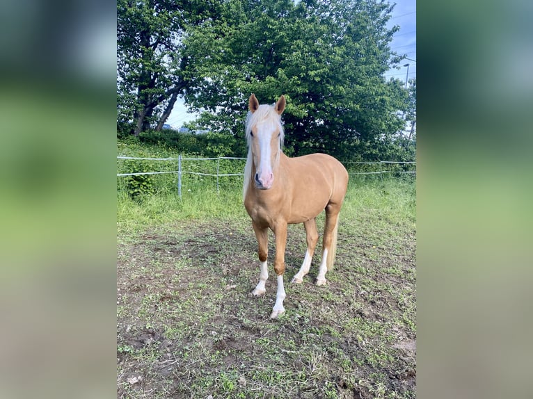 Duits rijpaard Mix Ruin 4 Jaar 162 cm Palomino in Oberhonnefeld-Gierend