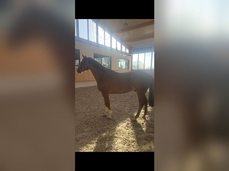 Duits rijpaard Ruin 4 Jaar 162 cm Vos in Ingoldingen