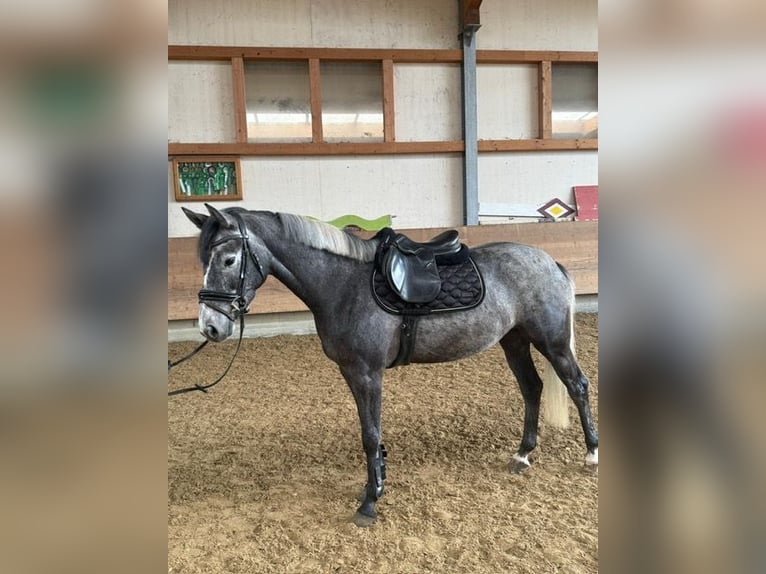 Duits rijpaard Ruin 4 Jaar 162 cm Zwartschimmel in Kißlegg
