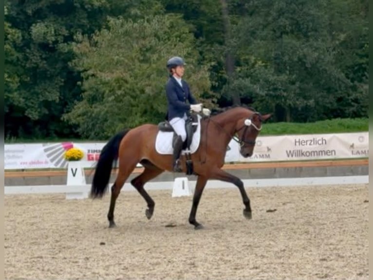 Duits rijpaard Ruin 4 Jaar 163 cm Bruin in Gomadingen