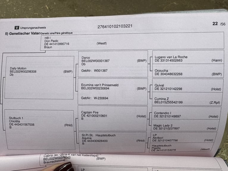 Duits rijpaard Ruin 4 Jaar 167 cm Schimmel in Grevenbroich