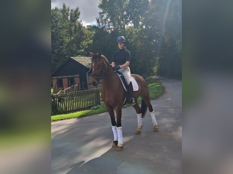 Duits rijpaard Ruin 4 Jaar 168 cm Bruin in Steinheim