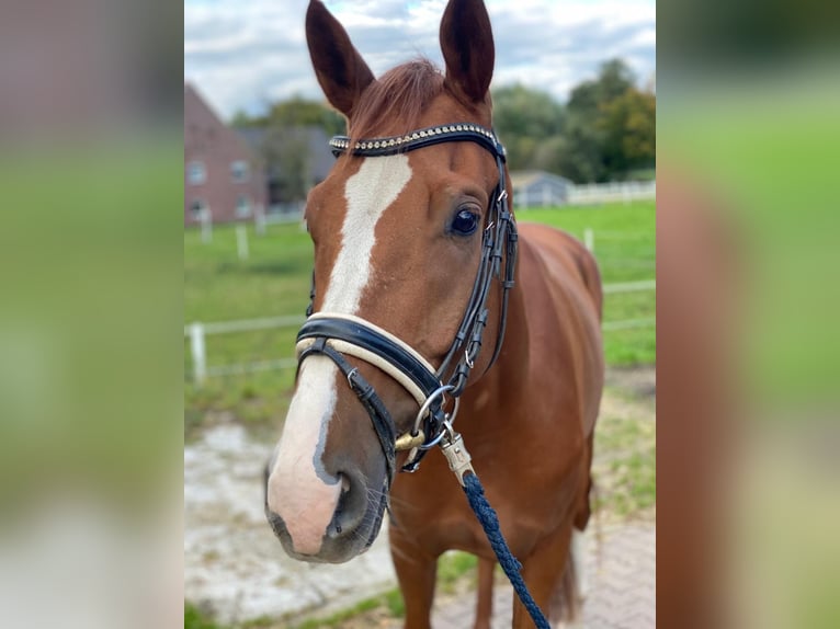 Duits rijpaard Ruin 4 Jaar 168 cm Vos in Marl