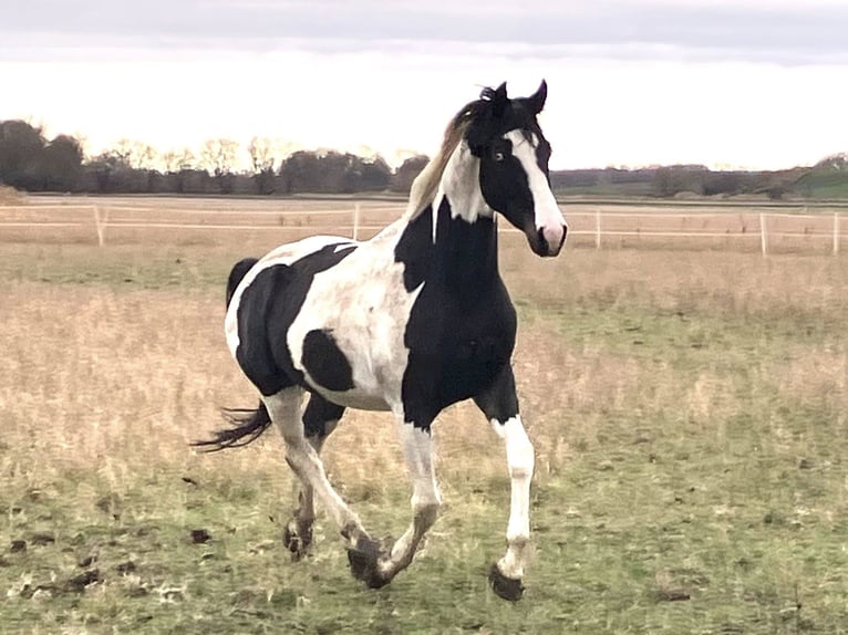 Duits rijpaard Ruin 4 Jaar 169 cm Tobiano-alle-kleuren in Etgersleben