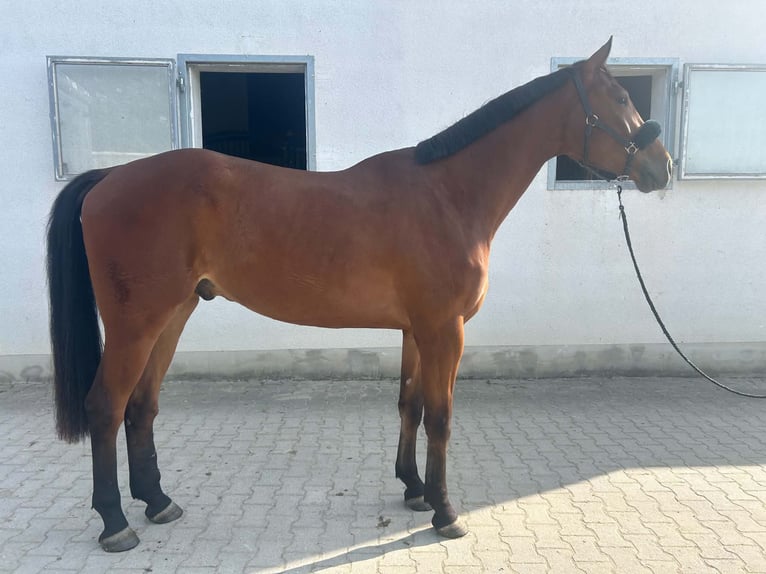 Duits rijpaard Ruin 4 Jaar 180 cm Bruin in Fruhstorf