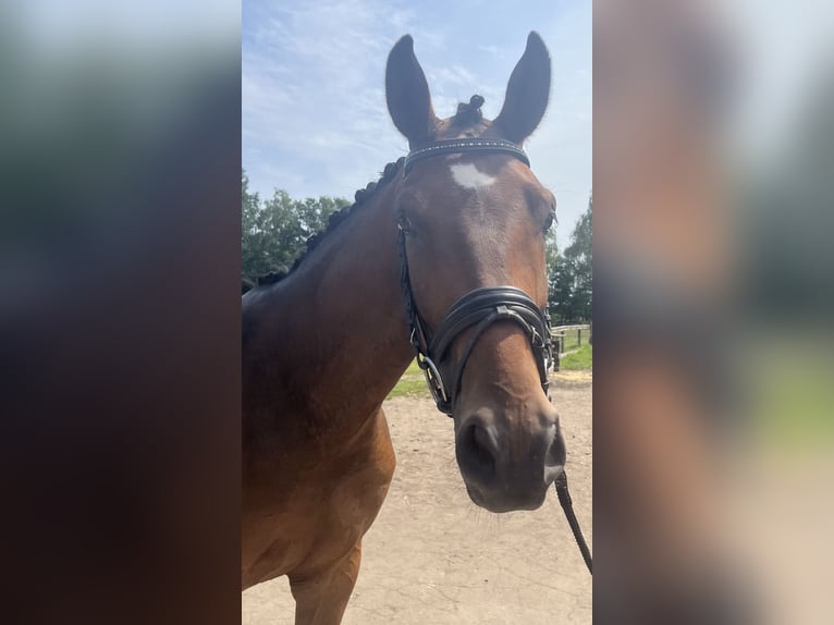 Duits rijpaard Ruin 4 Jaar Bruin in Greven