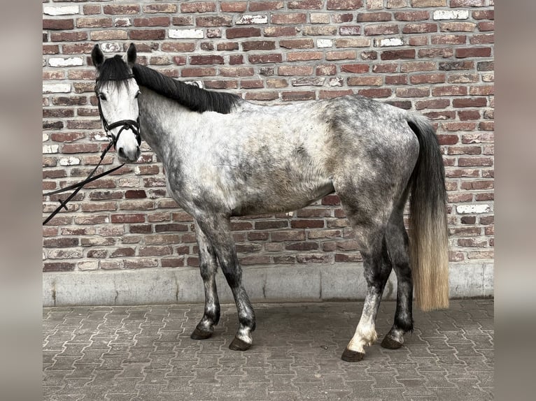 Duits rijpaard Ruin 5 Jaar 156 cm Appelschimmel in Grevenbroich