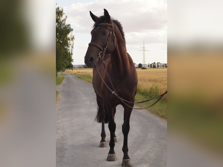 Duits rijpaard Ruin 5 Jaar 164 cm Zwartbruin in Neudrossenfeld