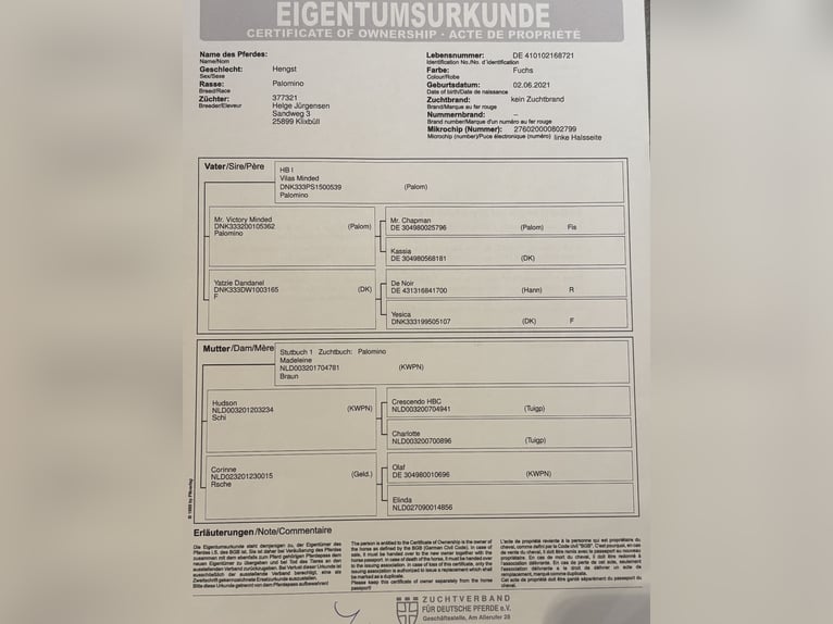 Duits rijpaard Ruin 5 Jaar 165 cm Vos in Sittensen