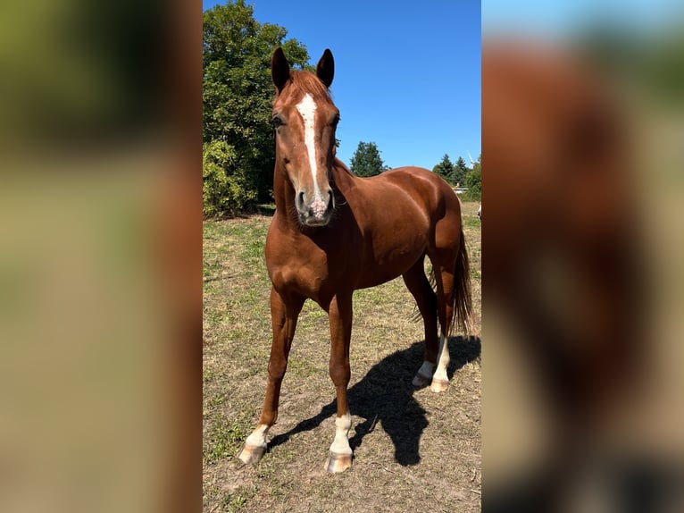 Duits rijpaard Ruin 5 Jaar 165 cm Vos in Dahme/Mark