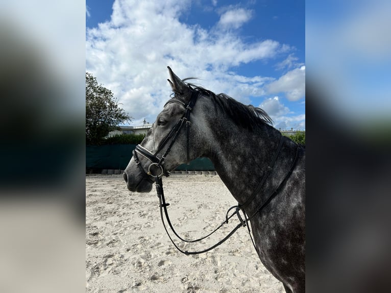 Duits rijpaard Ruin 5 Jaar 170 cm kan schimmel zijn in Würselen