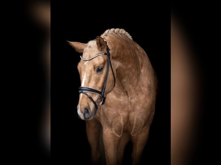 Duits rijpaard Ruin 5 Jaar 170 cm Palomino in Aachen