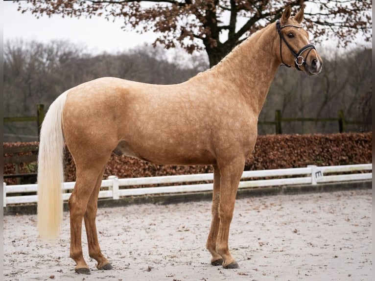 Duits rijpaard Ruin 5 Jaar 170 cm Palomino in Aachen