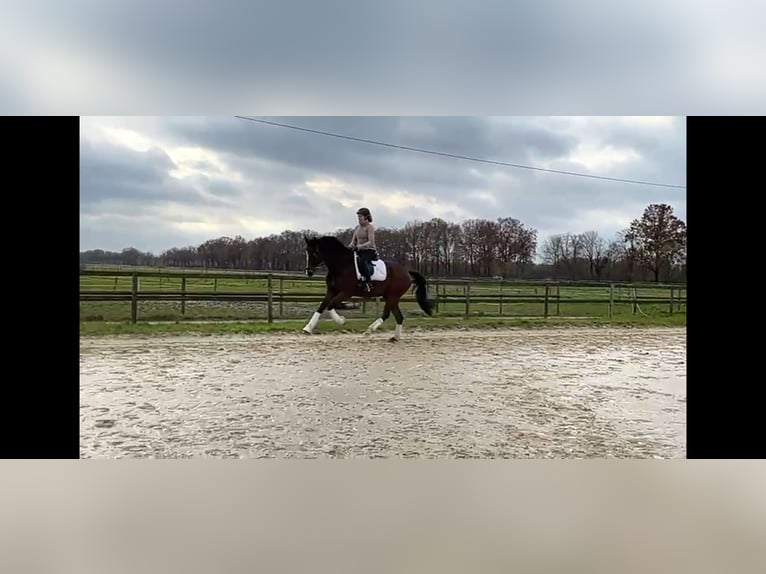 Duits rijpaard Ruin 5 Jaar 171 cm Donkerbruin in Münster