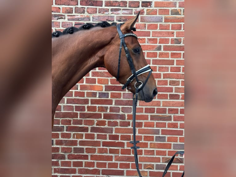 Duits rijpaard Ruin 5 Jaar 172 cm Bruin in Ostbevern