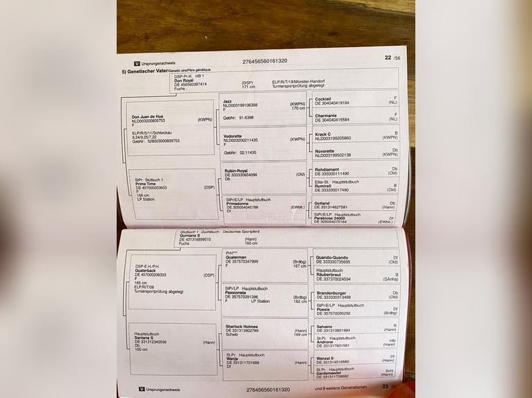 Duits rijpaard Ruin 5 Jaar 172 cm Vos in M&#xFC;cke
