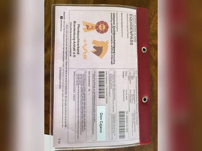 Duits rijpaard Ruin 5 Jaar 172 cm Vos in M&#xFC;cke