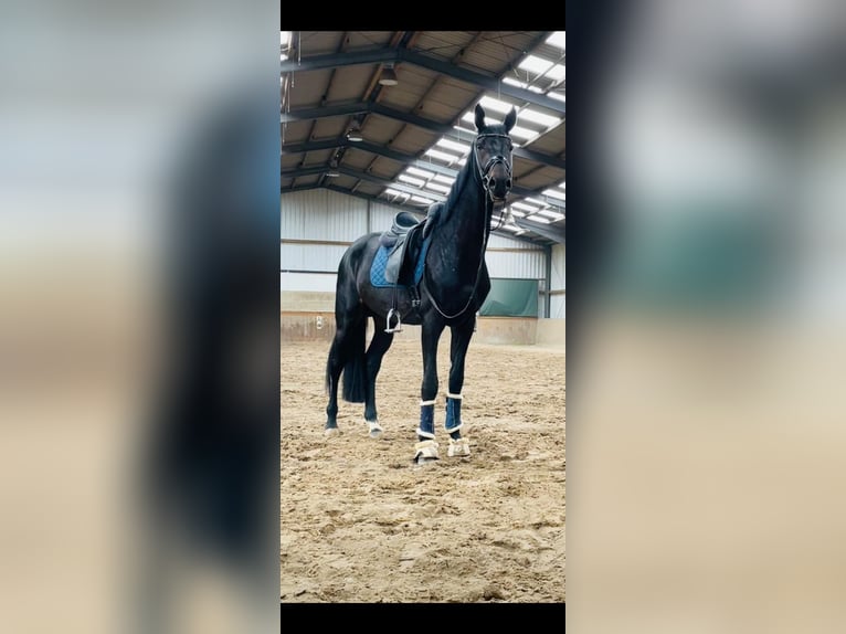 Duits rijpaard Ruin 5 Jaar 178 cm Zwartbruin in Molbergen