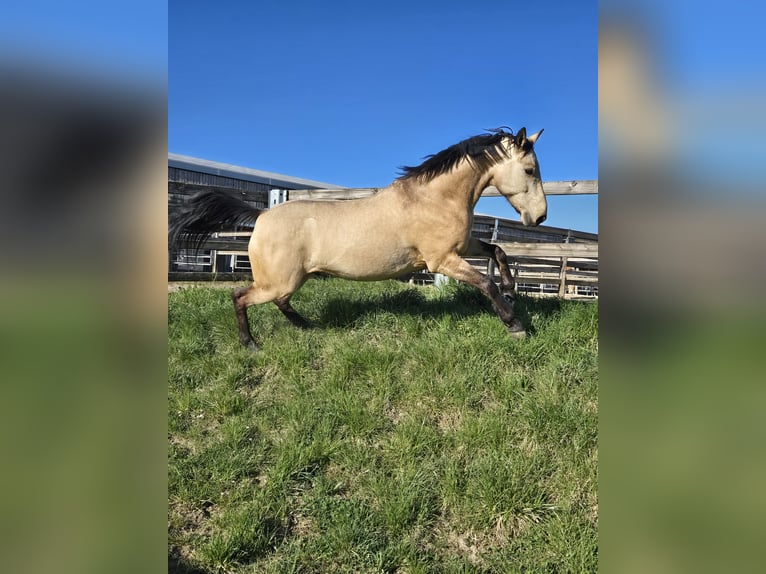 Duits rijpaard Ruin 6 Jaar 155 cm Buckskin in Saarbr&#xFC;cken