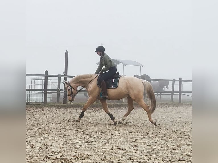 Duits rijpaard Ruin 6 Jaar 157 cm Palomino in Hannover