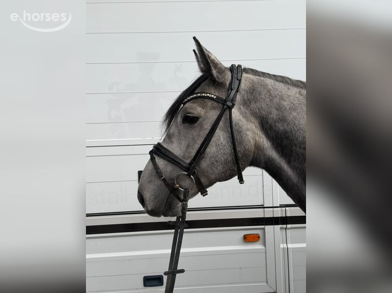 Duits rijpaard Ruin 6 Jaar 160 cm Appelschimmel in Ratingen