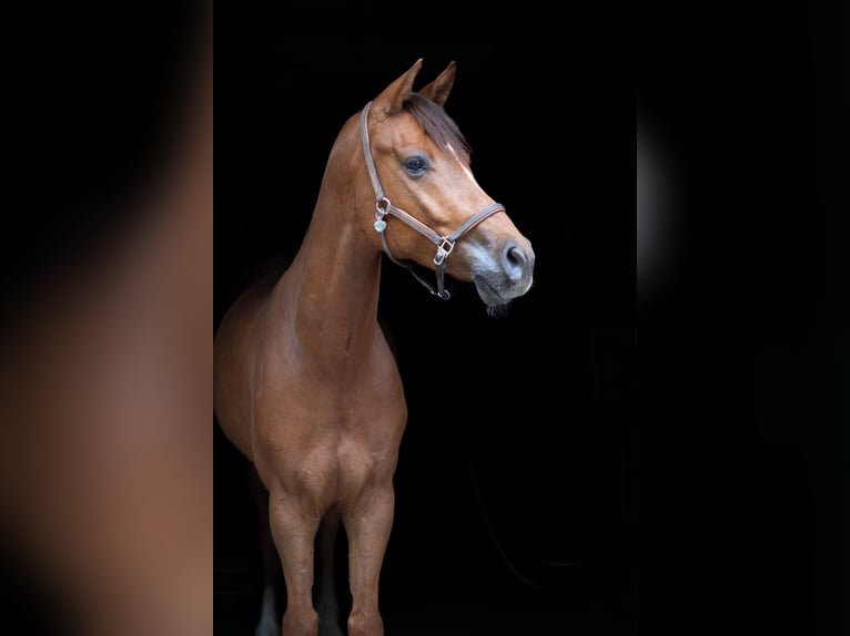 Duits rijpaard Ruin 6 Jaar 162 cm Vos in Olfen