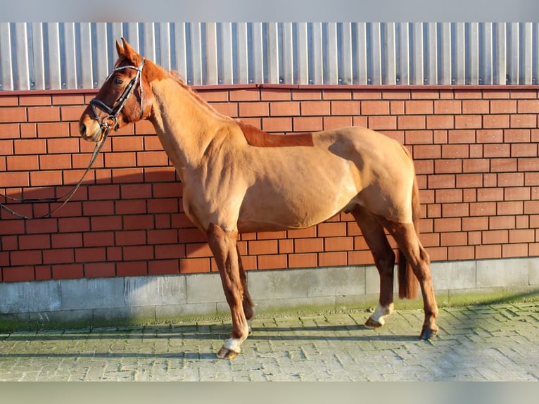 Duits rijpaard Ruin 6 Jaar 162 cm Vos in Martfeld