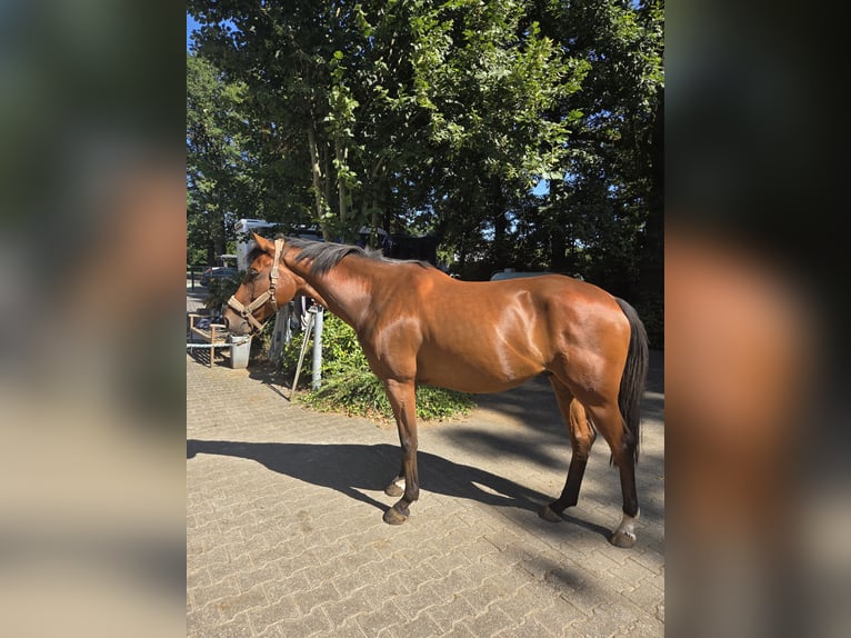 Duits rijpaard Mix Ruin 6 Jaar 163 cm Bruin in Verl