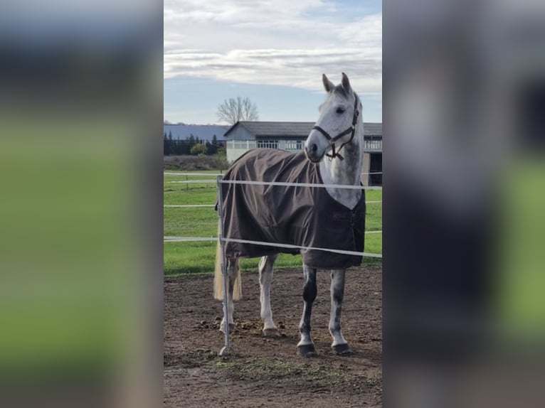 Duits rijpaard Ruin 6 Jaar 165 cm Appelschimmel in Weißensee