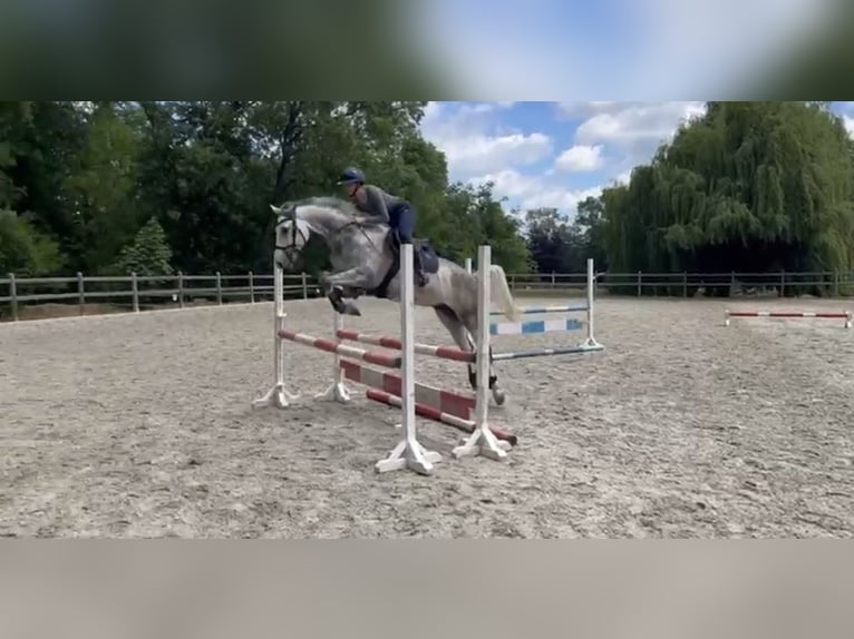 Duits rijpaard Ruin 6 Jaar 165 cm Appelschimmel in Weißensee