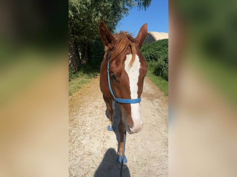 Duits rijpaard Ruin 6 Jaar 165 cm Vos in Holzheim