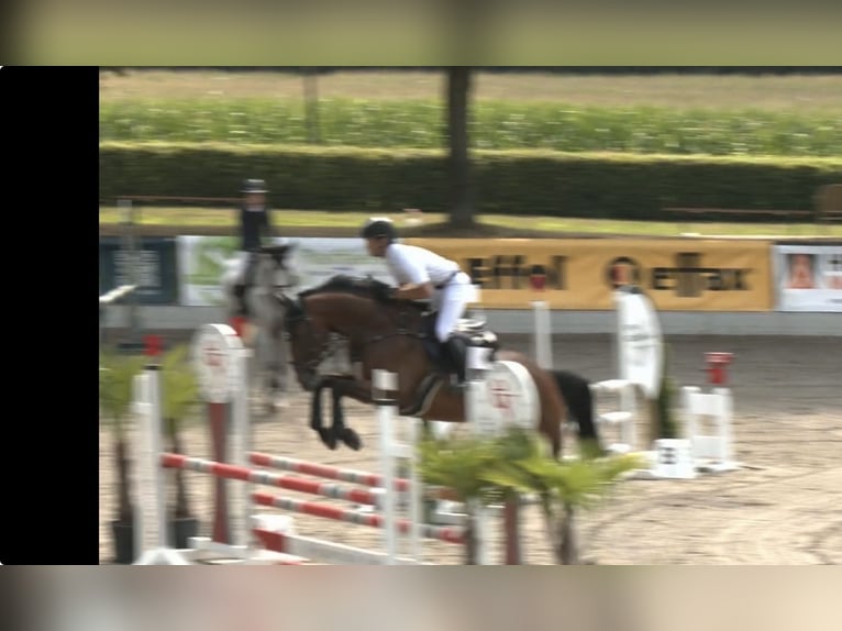 Duits rijpaard Ruin 6 Jaar 168 cm Bruin in Lienen