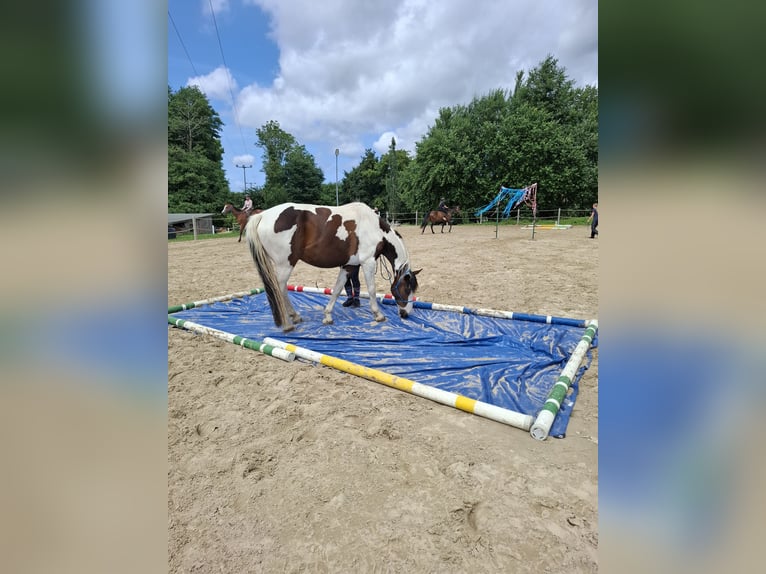 Duits rijpaard Ruin 6 Jaar 169 cm Gevlekt-paard in Schmadebeck