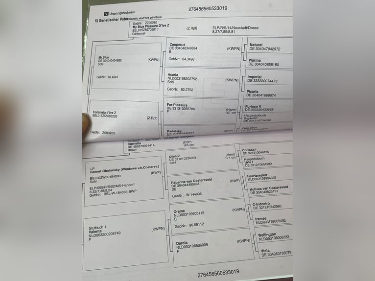 Duits rijpaard Ruin 6 Jaar 170 cm Bruin in Csabacs&#x171;d